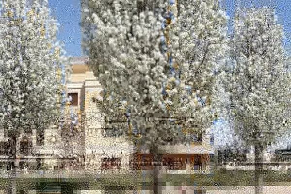 Arıkbaşı Köyü Muhtarlığı - Yerel Resmi Daire - İzmir Bayındır