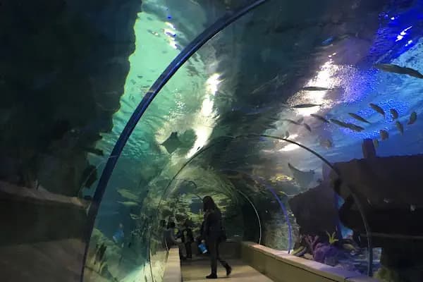 Emaar Square Aquarium World - Akvaryum - Akvaryum - İstanbul Avcılar