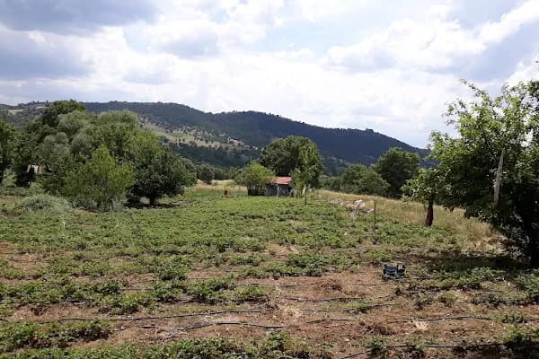 Çeribaşı - Yerleşim Yeri - Bursa İnegöl