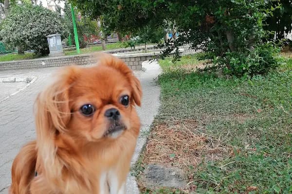 PODO VET VETERİNER KLİNİĞİ - Veteriner - Aydın Efeler