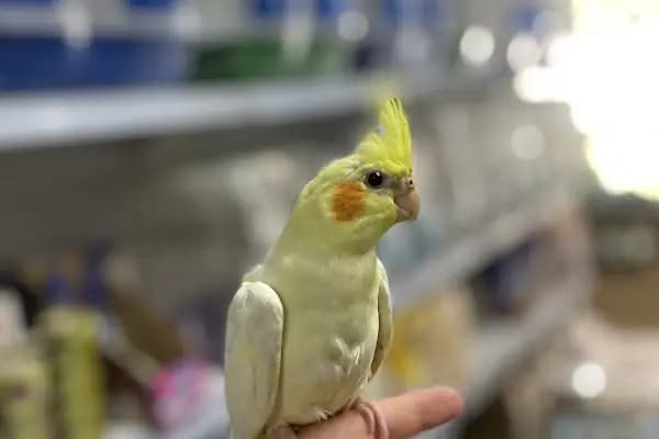 Cebeci Petshop Evcil Hayvan - Akvaryum Mağazası - İstanbul Büyükçekmece