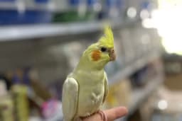 Cebeci Petshop Evcil Hayvan