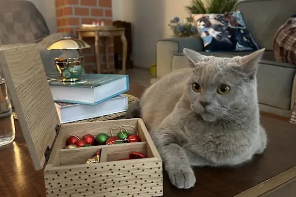 Anka Veteriner Kliniği - Veteriner - Konya Karatay