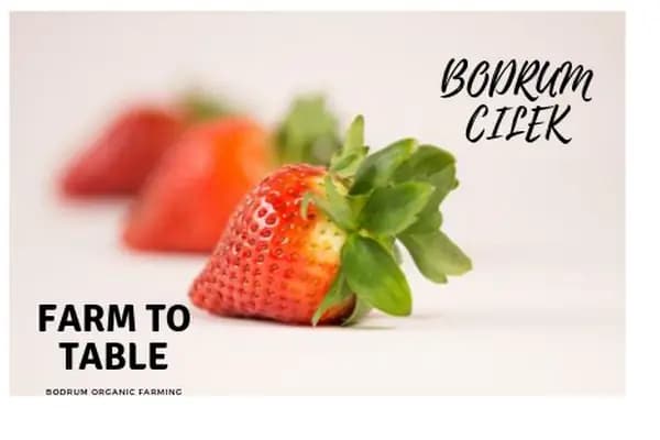 bodrumcilek - Sera Malzemeleri Tedarikçisi - Muğla Bodrum
