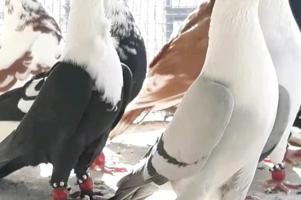 Salon şekil - Kuaför - Gaziantep Nizip