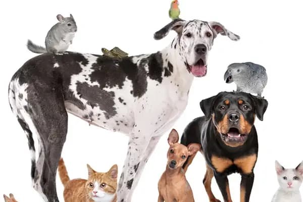 Petklinik Veteriner Klinigi - Veteriner - İstanbul Esenyurt
