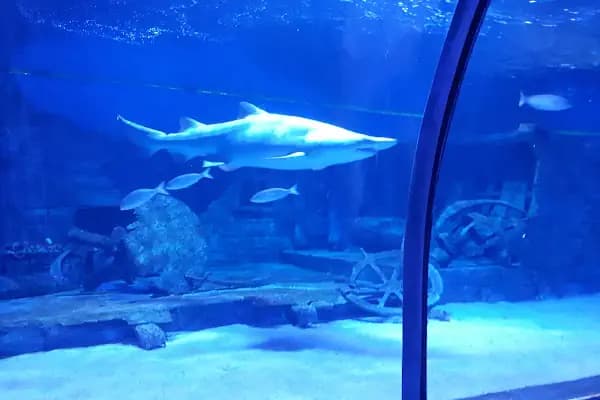 ViaSea Aquarium - Akvaryum - İstanbul Sultanbeyli