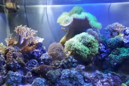 Ayzek Pet Shop