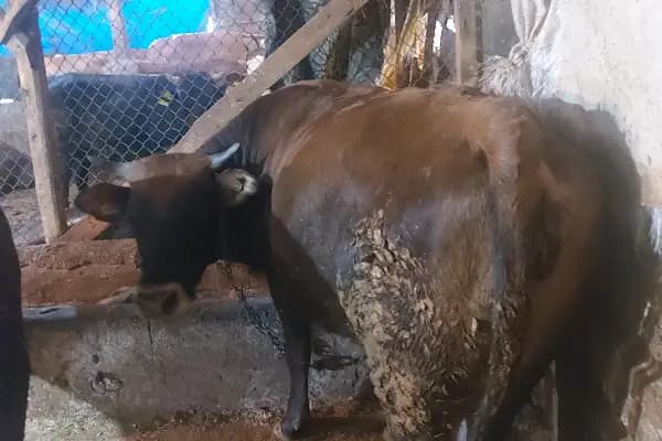ANKARA Karaca besicilik adak kurban bulunur - Kasap - Ankara Akyurt