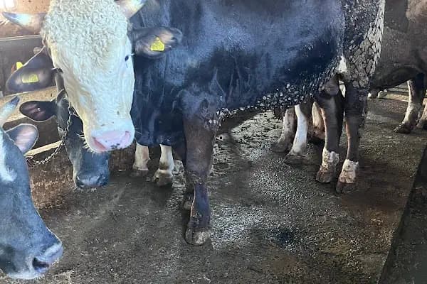 HACIOĞULLARI KURBANLIK CANLI HAYVAN ALIM SATIM - Büyükbaş Hayvan Çiftliği - İstanbul Arnavutköy
