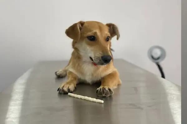 Adana Empati Veteriner Kliniği - Veteriner - Adana Seyhan