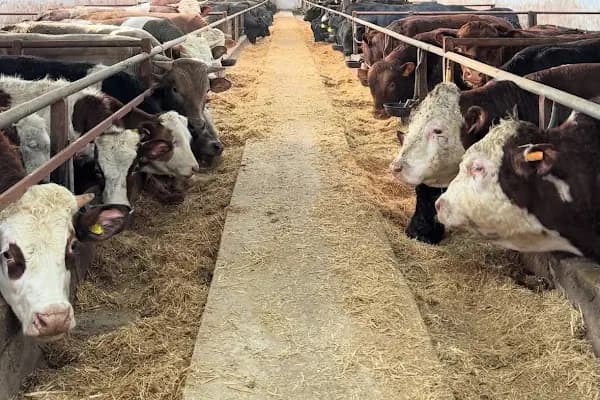 Sabri BORA Besicilik - Büyükbaş Hayvan Çiftliği - Ankara Altındağ