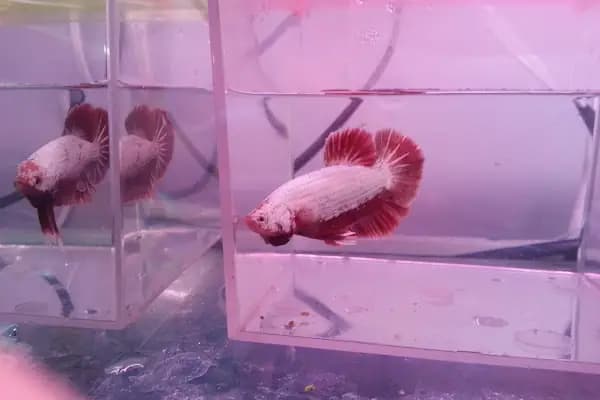 Tuğra Petshop Akvaryum - Akvaryum Mağazası - Ankara Keçiören