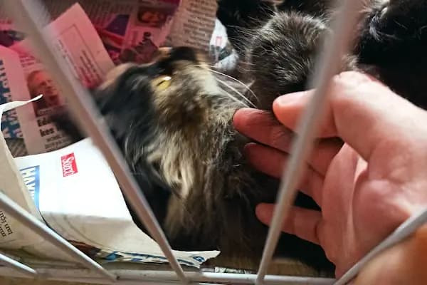 Puppy Vet - Veteriner - Bursa İnegöl