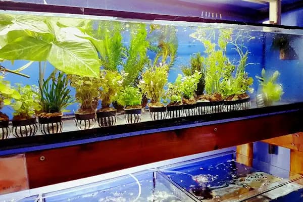 Cikletist Akvaryum Petshop - Akvaryum Mağazası - İstanbul Avcılar