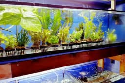 Cikletist Akvaryum Petshop