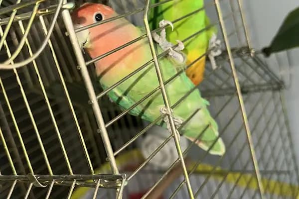Dilan Petshop - Evcil hayvan mağazası - Şanlıurfa Akçakale