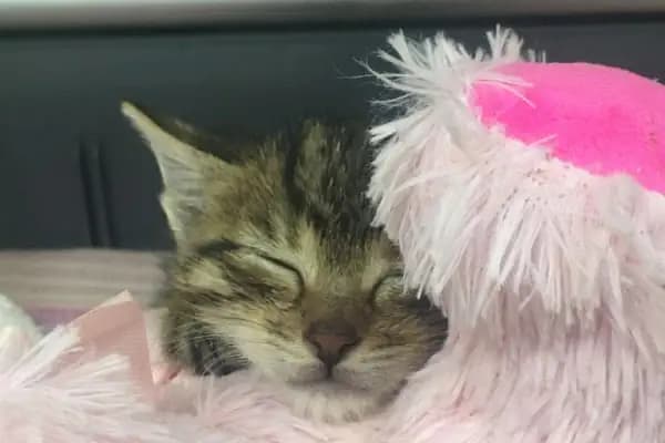 Halkalı Veteriner Kliniği - Veteriner - İstanbul Beylikdüzü
