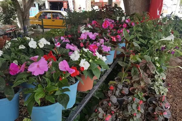 Ayyıldız Çiçekçilik Turgutreis - Çiçekçi - Muğla Bodrum