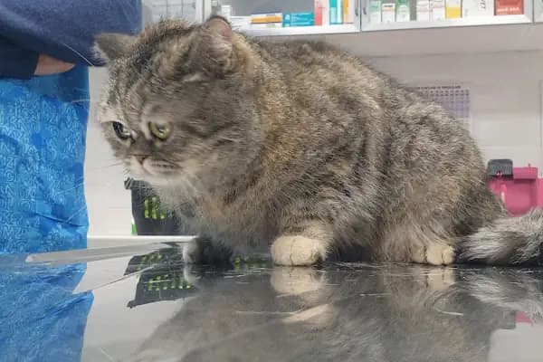 GREENVET VETERİNER POLİKLİNİĞİ - Veteriner - Mersin Yenişehir