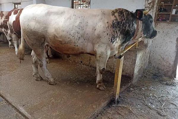Güzel kardeşler çiftliği - Büyükbaş Hayvan Çiftliği - Bursa İnegöl