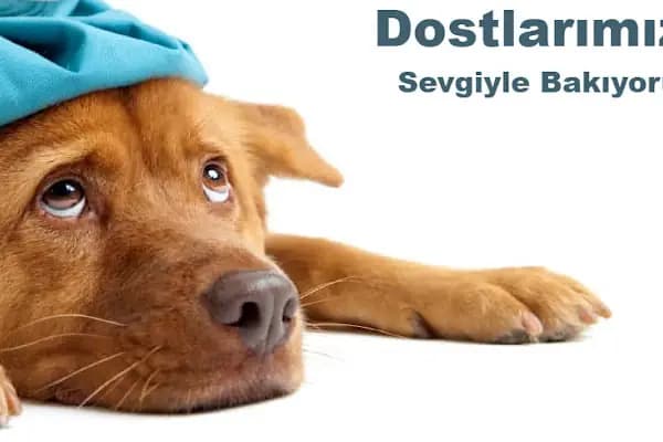 Sezen veteriner kliniği - Veteriner - İstanbul Başakşehir