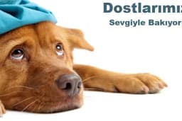 Sezen veteriner kliniği