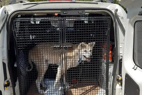 Pet Taksi Sevimli - Hayvanat Bahçesi - İstanbul Ataşehir