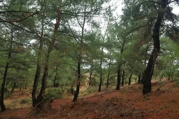 Bergama Gayrimenkul Emlak danışmanlık - Resim 5