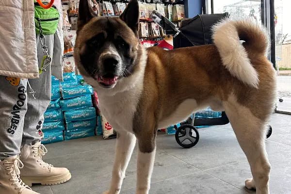 PetButik35 Petshop - Evcil hayvan mağazası - İzmir Bornova