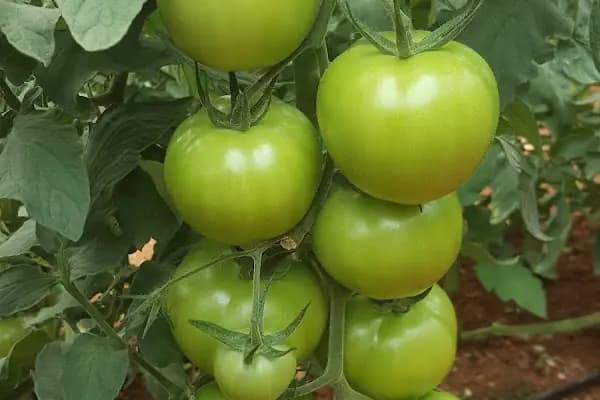ÇALDIR TARIM ÜRN. NAK.TİC.LTD.ŞTİ FİNİKE ŞUBESİ - Sebze Toptan Satış Pazarı - Antalya Kepez