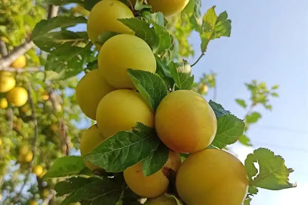 Kızılgedik Yıldız Konak - Apartman Kompleksi - Adana Kozan