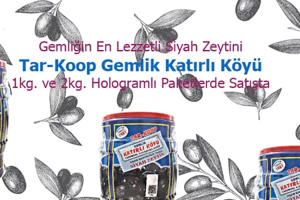 Gemlik Katırlı Köyü Kalkınma Koop.Zeytinleri - Zeytinyağı Kooperatifi - Bursa Gemlik