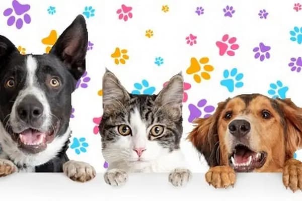 Gümüşpala Petshop Avcılar istanbul - Evcil Hayvan Malzemeleri Mağazası - İstanbul Avcılar