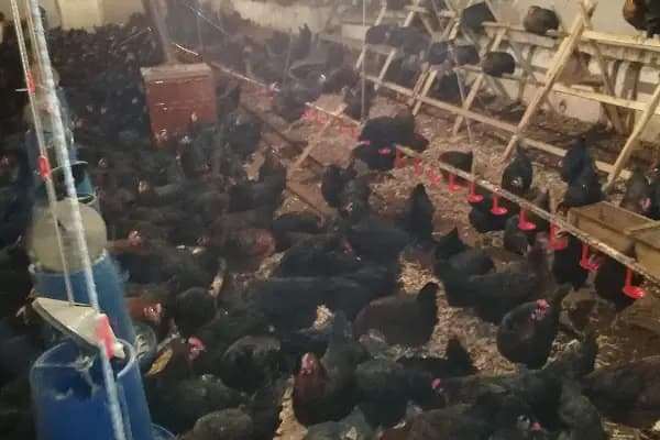 Akgül Organik Tavuk Çiftliği - Yumurta Tedarikçisi - Ankara Etimesgut