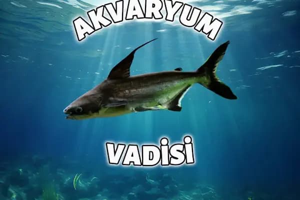 Mekân Malawi Petshop &amp; Akvaryum - Akvaryum Mağazası - Konya Selçuklu