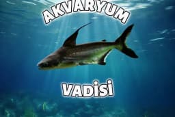 Mekân Malawi Petshop &amp; Akvaryum