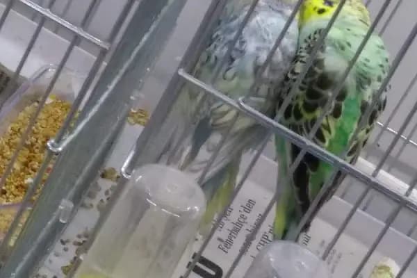otantik petshop - Akvaryum - İstanbul Şişli