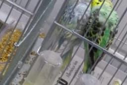 otantik petshop
