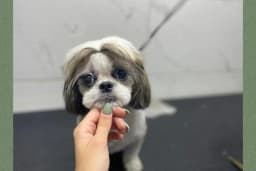 Pineapple pet kuaförü