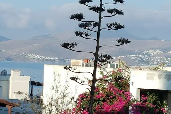 Smartline RİVA Bodrum Resort Otel - Otel - Muğla Bodrum