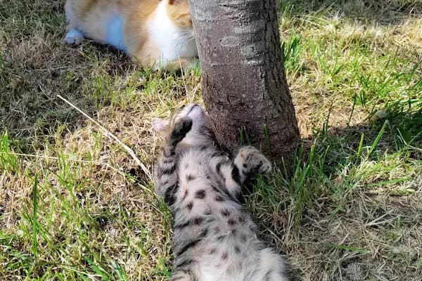 Beşiktaş Vetlove Veteriner Kliniği - Veteriner - İstanbul Çatalca