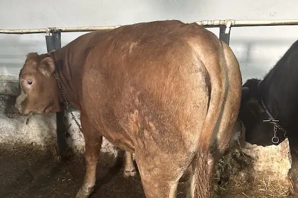 Köseci Besi Çiftliği - Büyükbaş Hayvan Çiftliği - Ankara Mamak