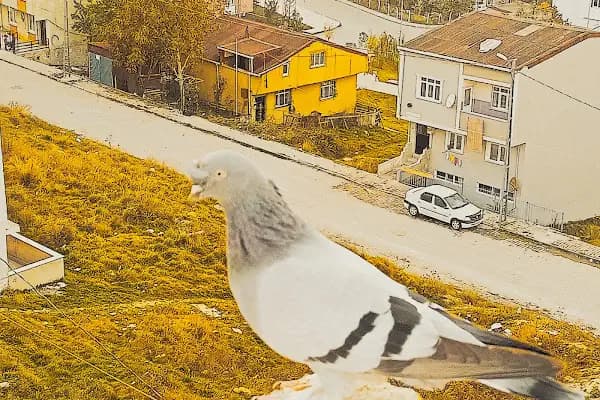 Arnavutköy Cemevi - İbadethane - İstanbul Arnavutköy