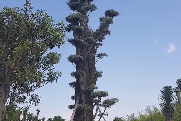 Eksper Peyzaj İzmir - Fidanlık - İzmir Bayındır