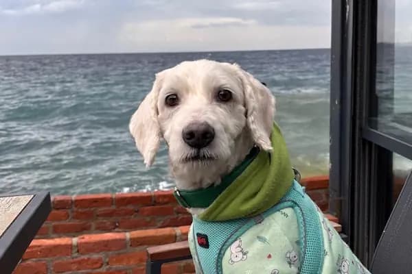 PetGuardians Veteriner Kliniği - Veteriner - İzmir Konak