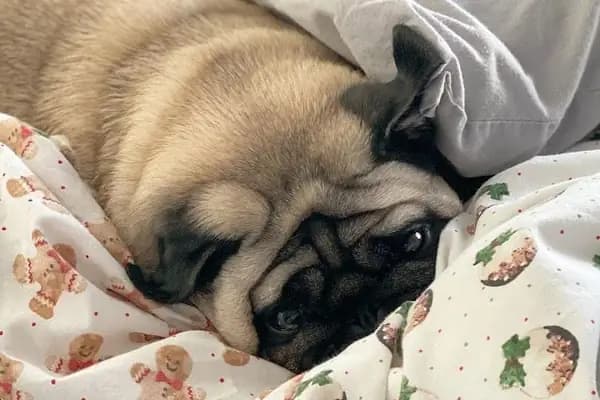 GAZİOSMANPAŞA VETERİNER PET İSTANBUL VETERİNER POLİKLİNİĞİ - Veteriner - İstanbul Gaziosmanpaşa