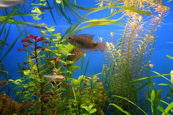 Bursa Aqua Farm - Akvaryum Mağazası - Bursa İnegöl