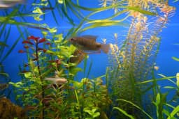 Bursa Aqua Farm