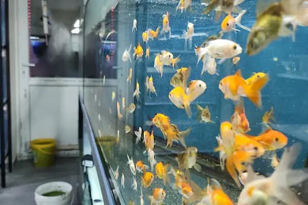 Denizli Poseidon Akvaryum - Evcil hayvan mağazası - Denizli Pamukkale